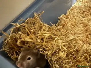 Hamster rodents Rocky the Syrian hamster - Advert 17
