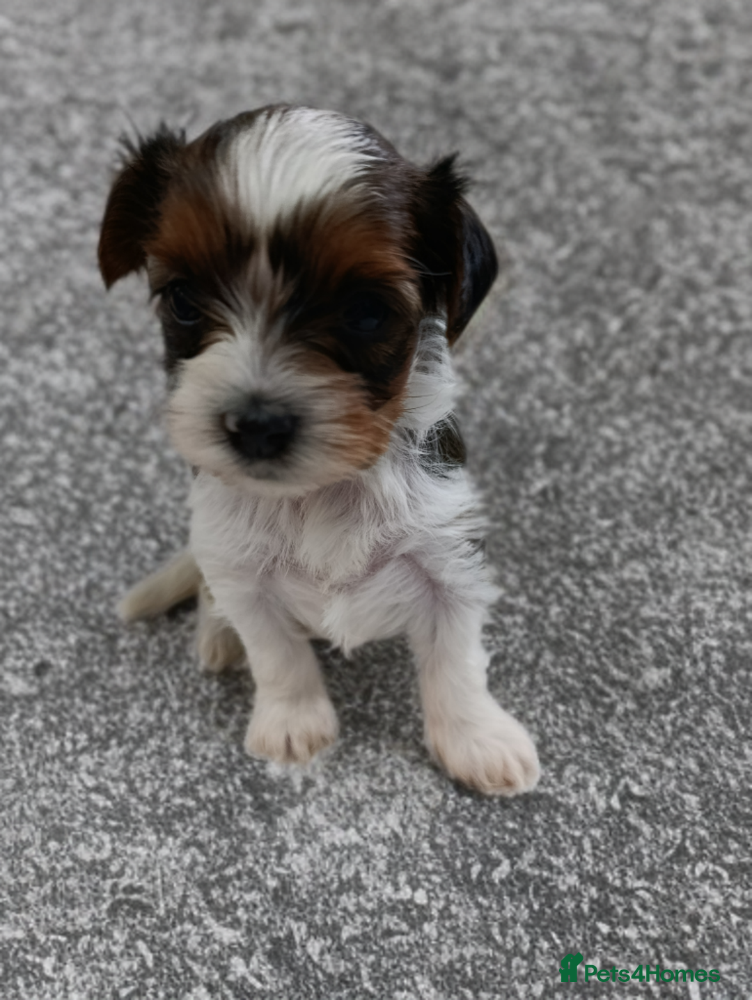 Biewer Terrier dogs for sale: Beautifull Biewer puppies 🥰 - Advert 5