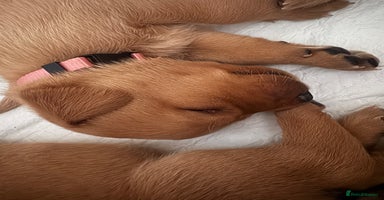 Labrador Retriever dogs - Advert 1