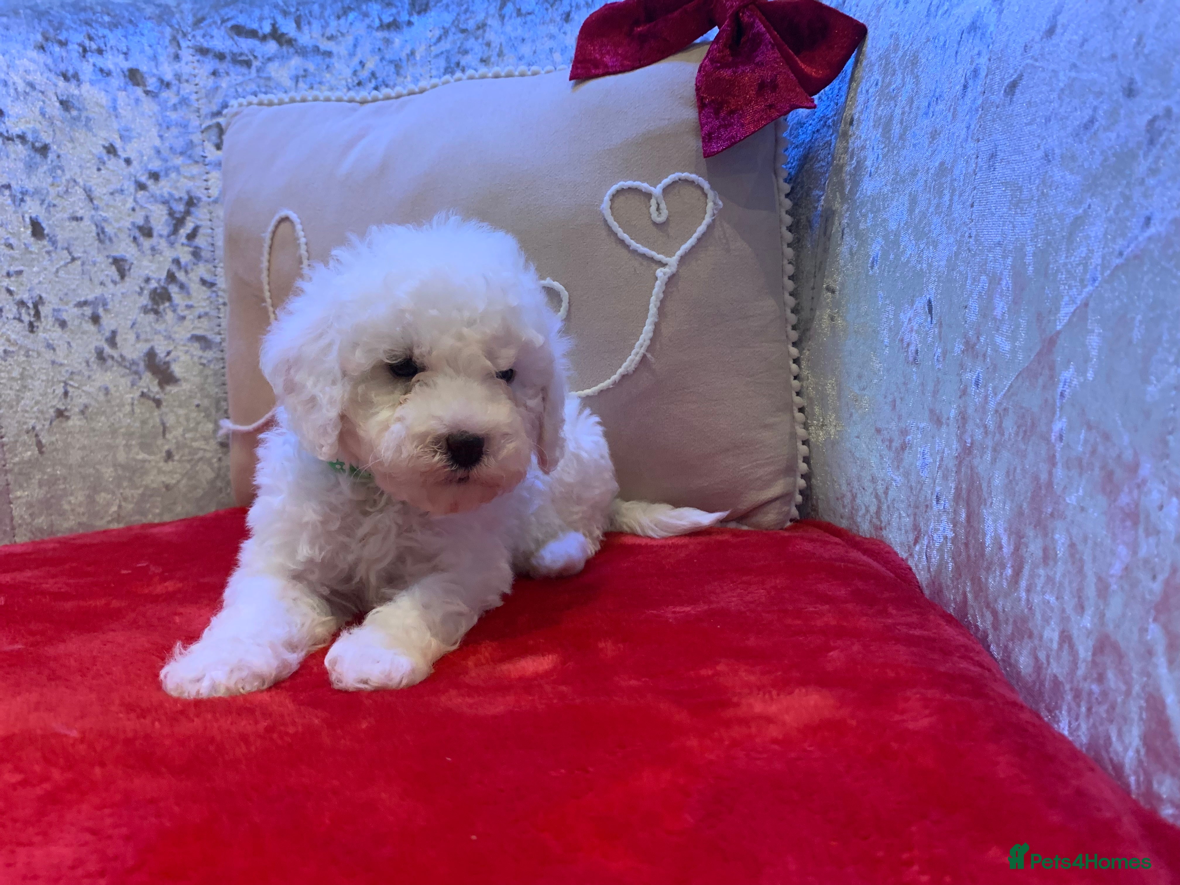 Toy Poodle dogs Poodle Male, Fully Vaccinated Ready For walks ✨🐩 - Advert 18