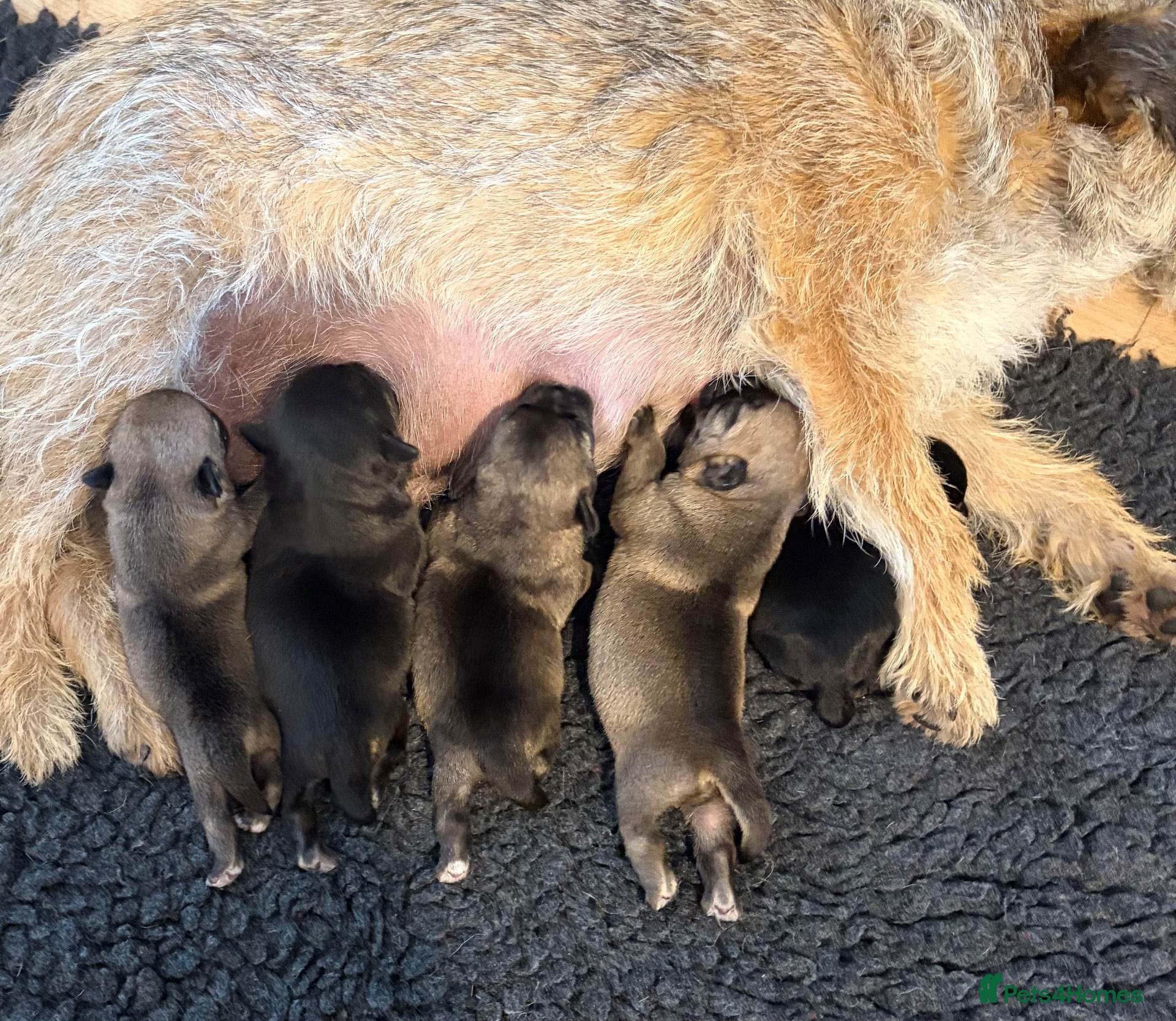 Border Terrier dogs Top Quality Border Terrier Pups from championline  - Advert 1