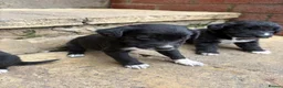 Lurcher dogs for sale: Lurcher pups - Advert 3