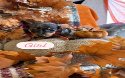 Dachshund dogs for sale: Beautiful dachshund puppies  - Image 18