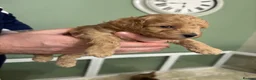 Toy Poodle dogs for sale: Toy poodle puppies 🐩 Ready to leave next week 🐩 - Advert 24