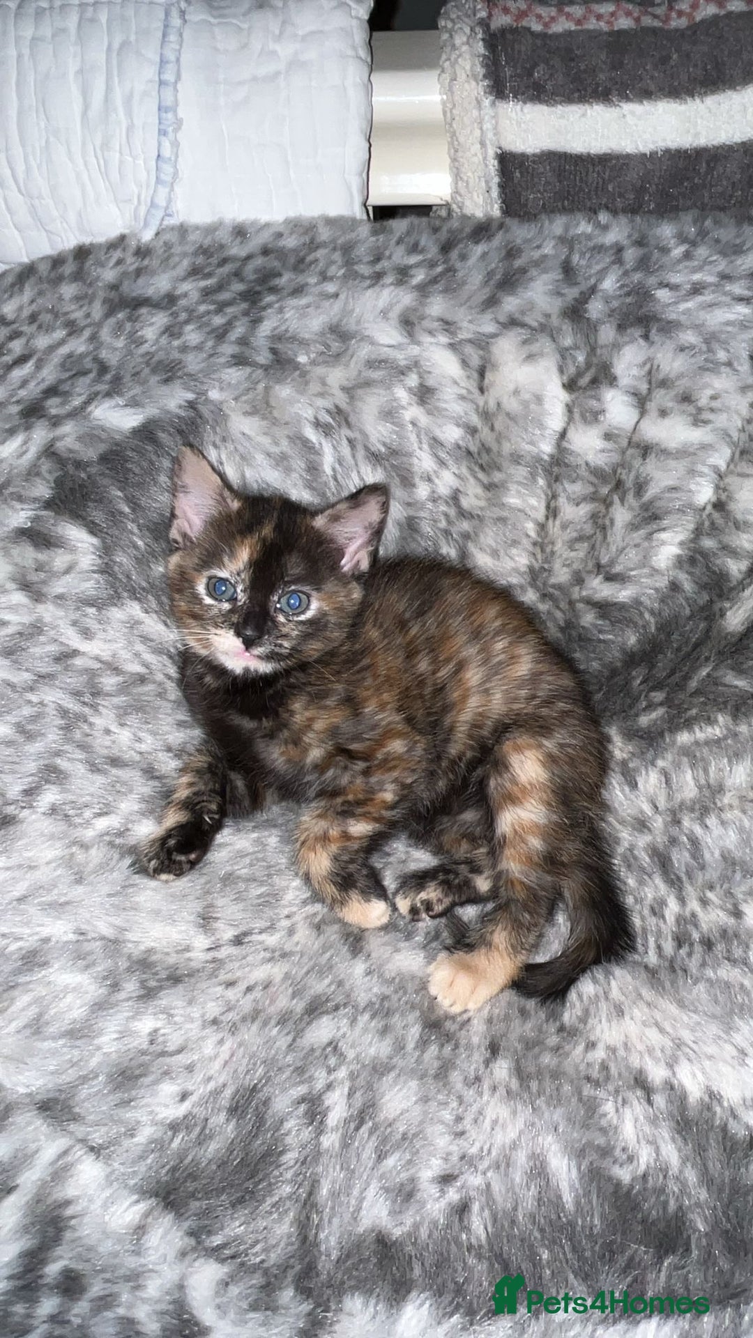 Mixed Breed cats for sale: 4 beautiful kittens looking for new homes  - Advert 22