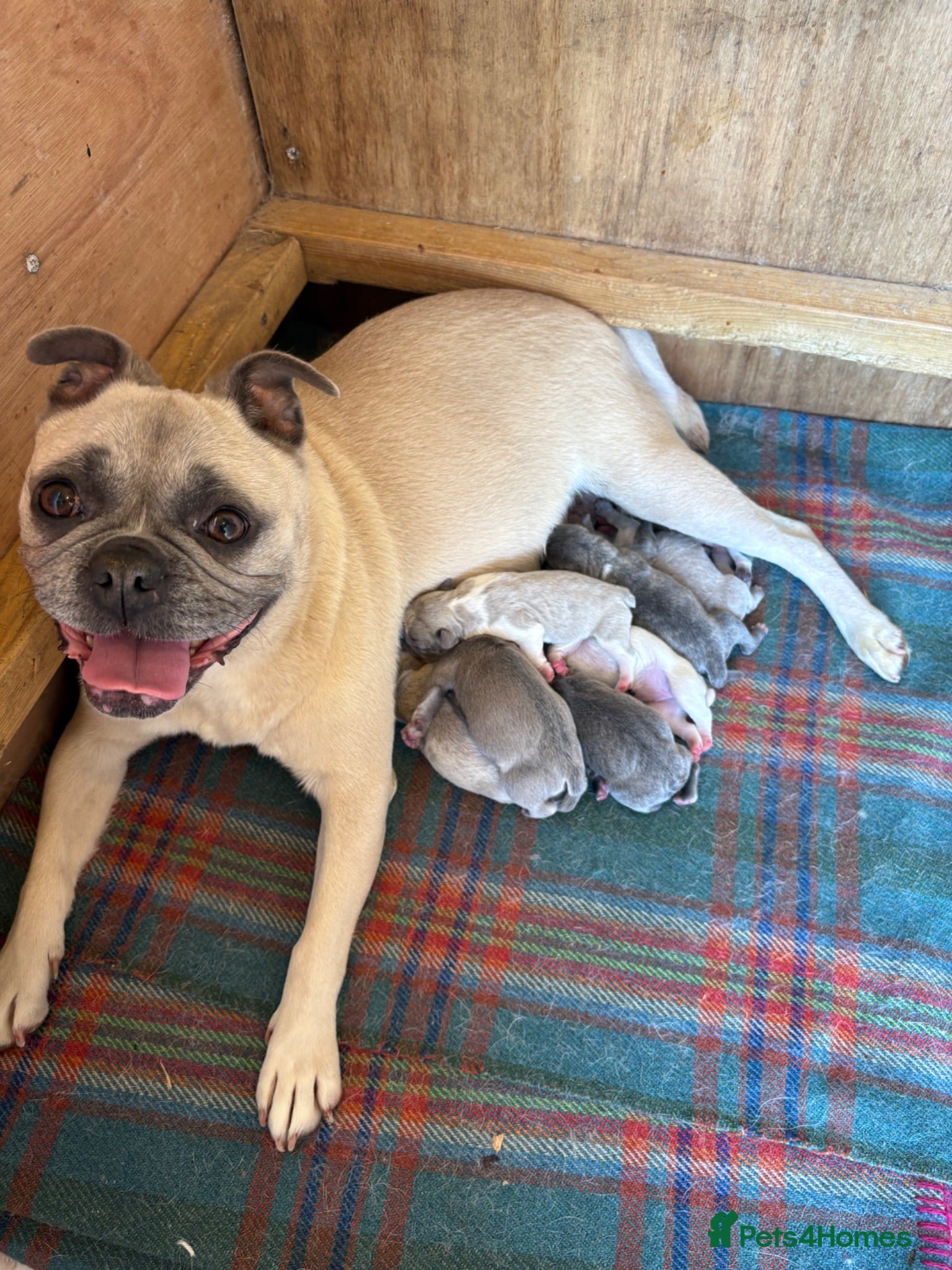 Frug dogs 7 Beautiful Frug Puppies - Advert 2