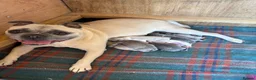 Frug dogs for sale: 7 Beautiful Frug Puppies in Llanarth - Advert 9