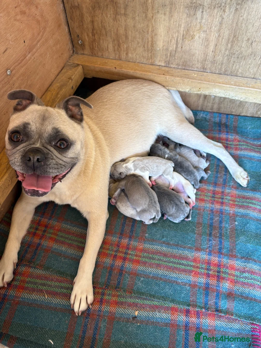 Frug dogs for sale: 7 Beautiful Frug Puppies in Llanarth - Advert 9