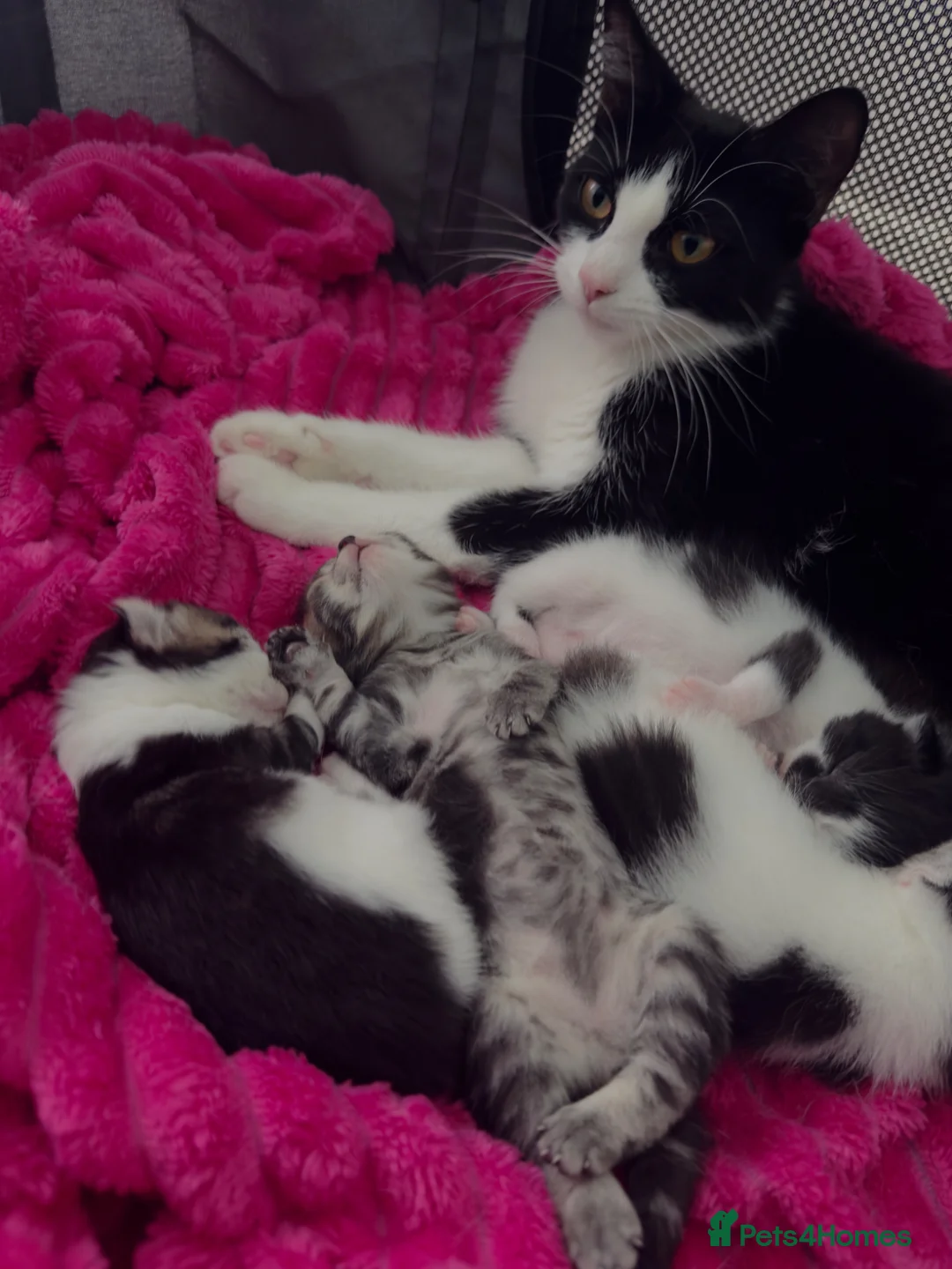 British Shorthair cats for sale: 4 cute tabby kittens looking for forever homes - Advert 2