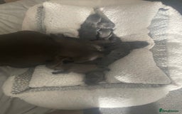 Staffordshire Bull Terrier dogs for sale: Litter of blue Staffordshire bull terriers  - Image 23