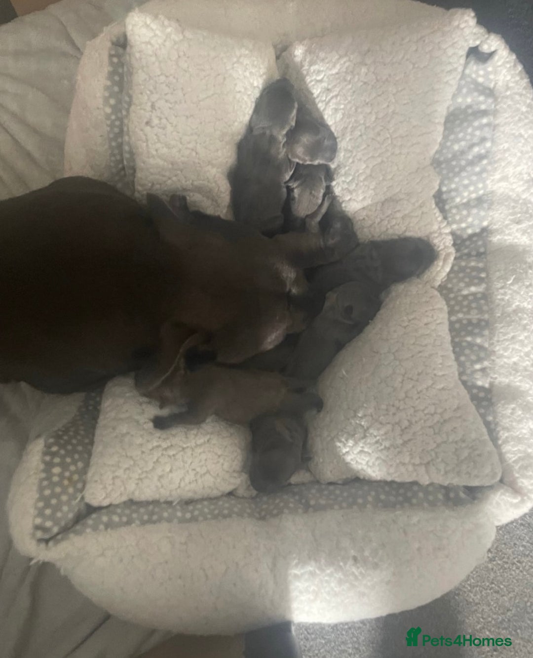 Staffordshire Bull Terrier dogs for sale: Litter of blue Staffordshire bull terriers  - Image 23