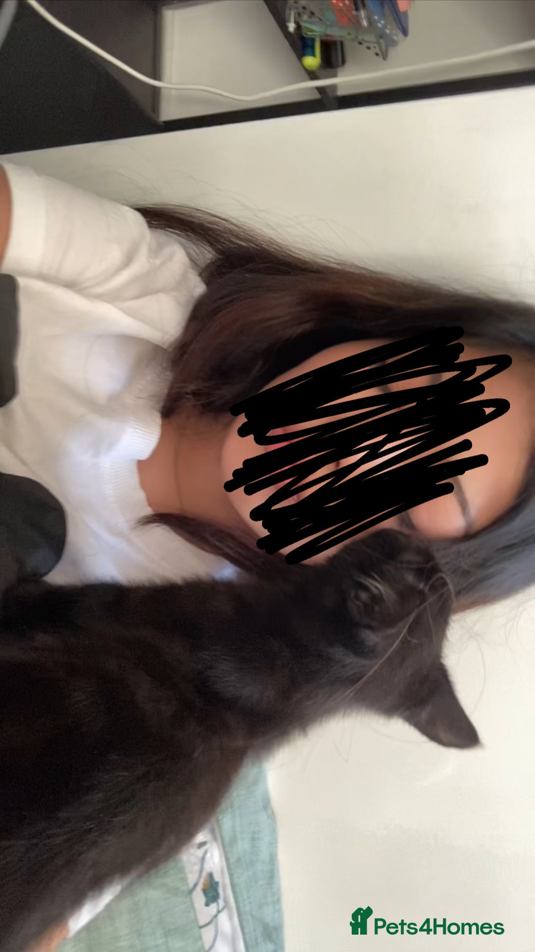 British Shorthair cats for sale: Kleo for sale - Advert 3