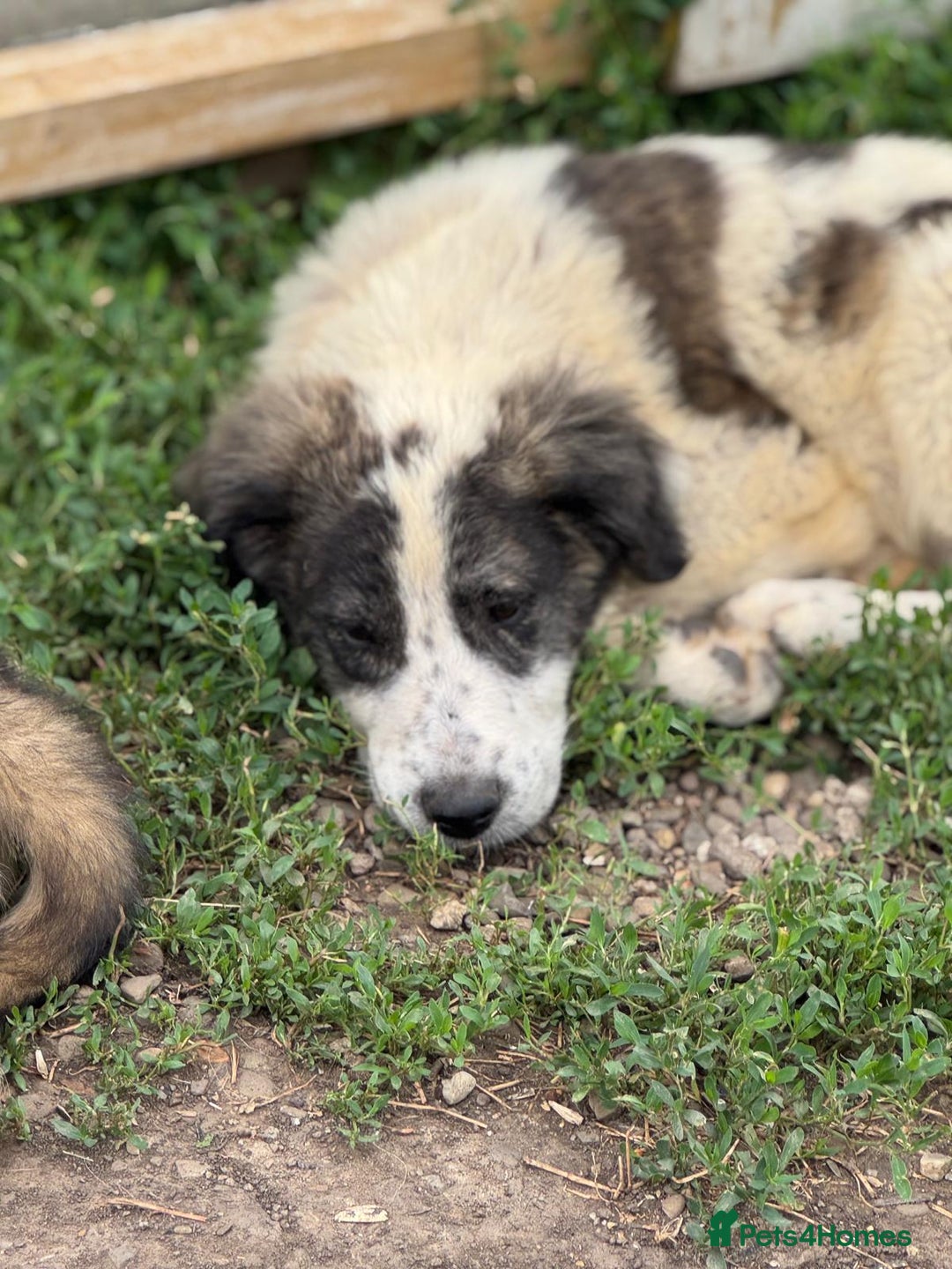Mixed Breed dogs for adoption: ODIN, a superb young boy - for a Loving Home - Image 28