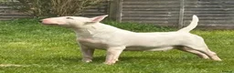 English Bull Terrier dogs for sale: 1 pure white male outstanding pedigree  - Advert 16