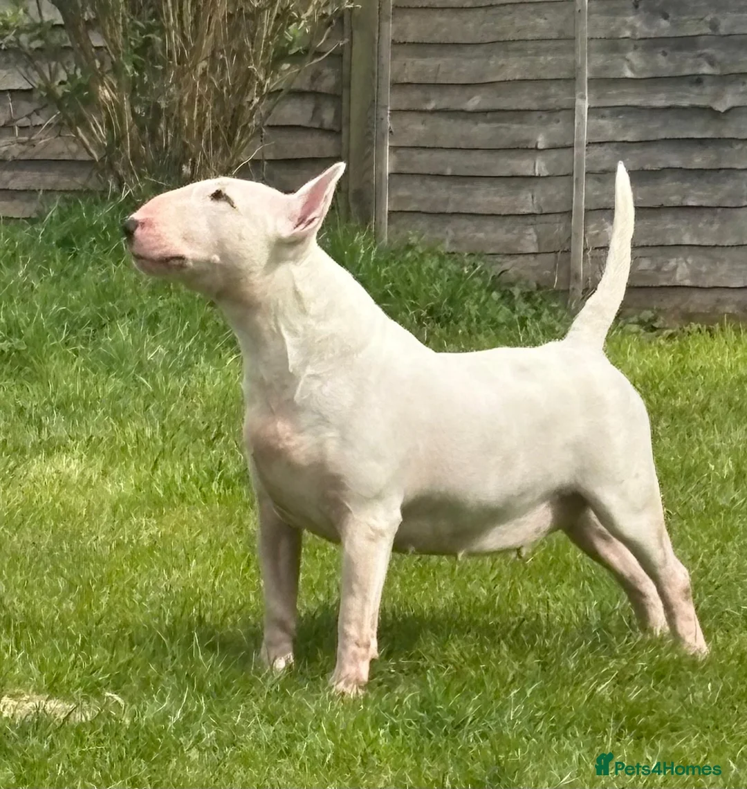 English Bull Terrier dogs for sale: 1 pure white male outstanding pedigree  - Advert 16