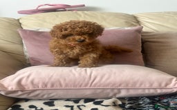 Toy Poodle dogs for sale: Toy poodles - Image 9