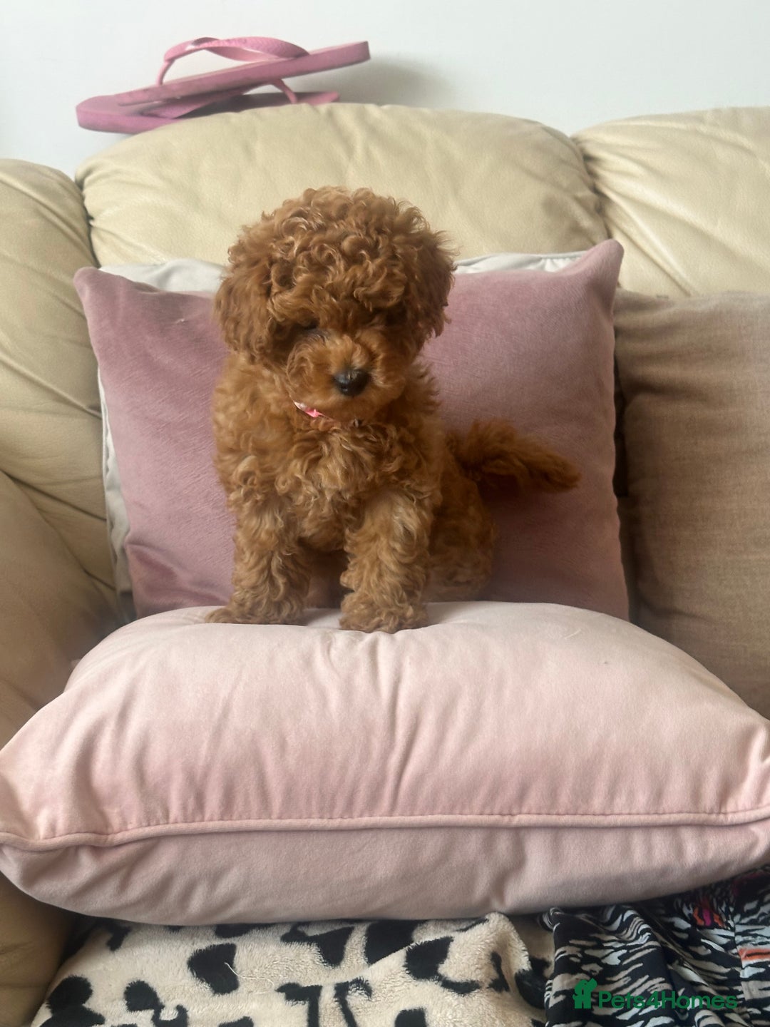 Toy Poodle dogs for sale: Toy poodles - Image 9