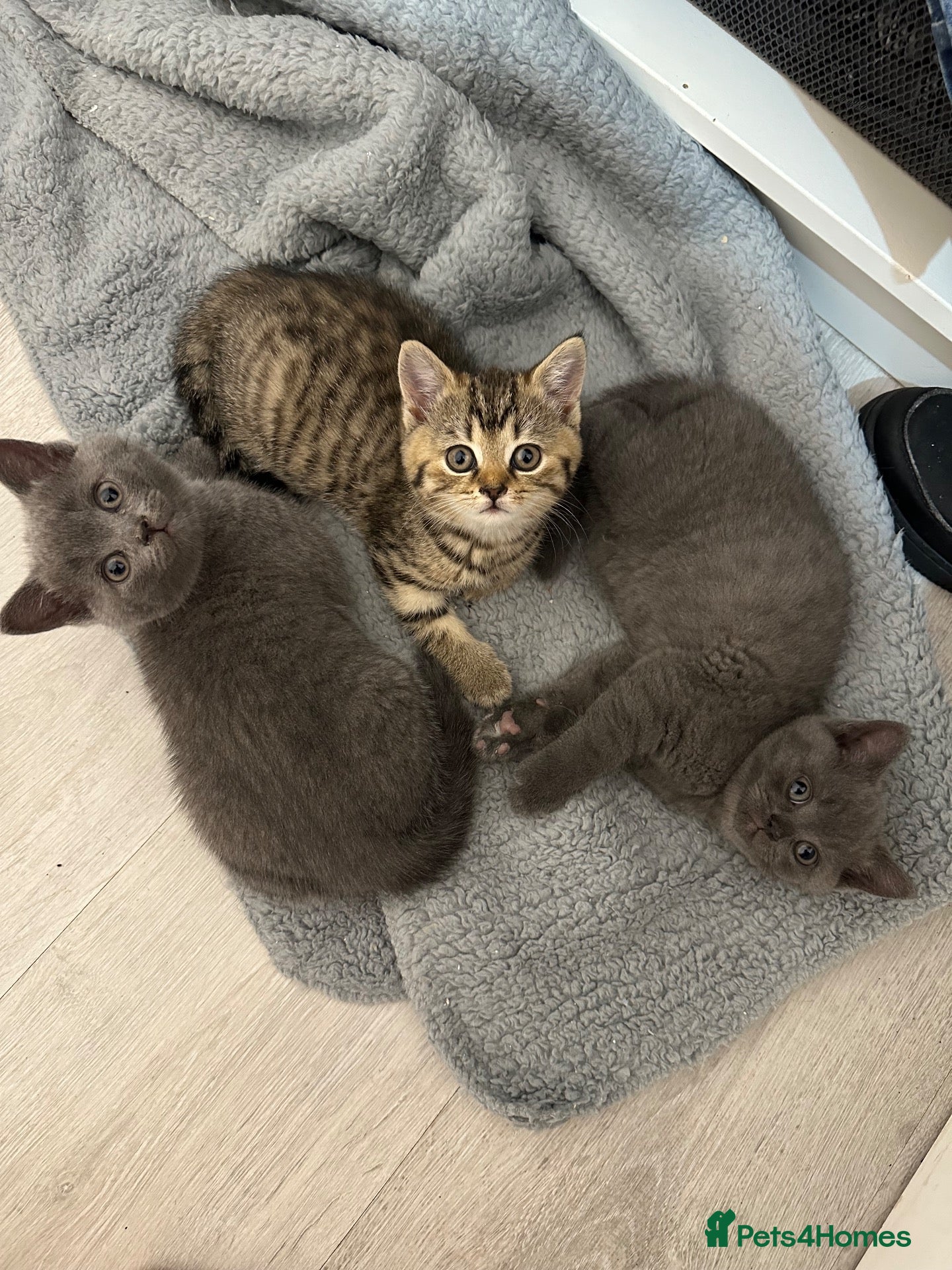 British Shorthair cats for sale: British Shorthair Kittens For sale - Advert 1