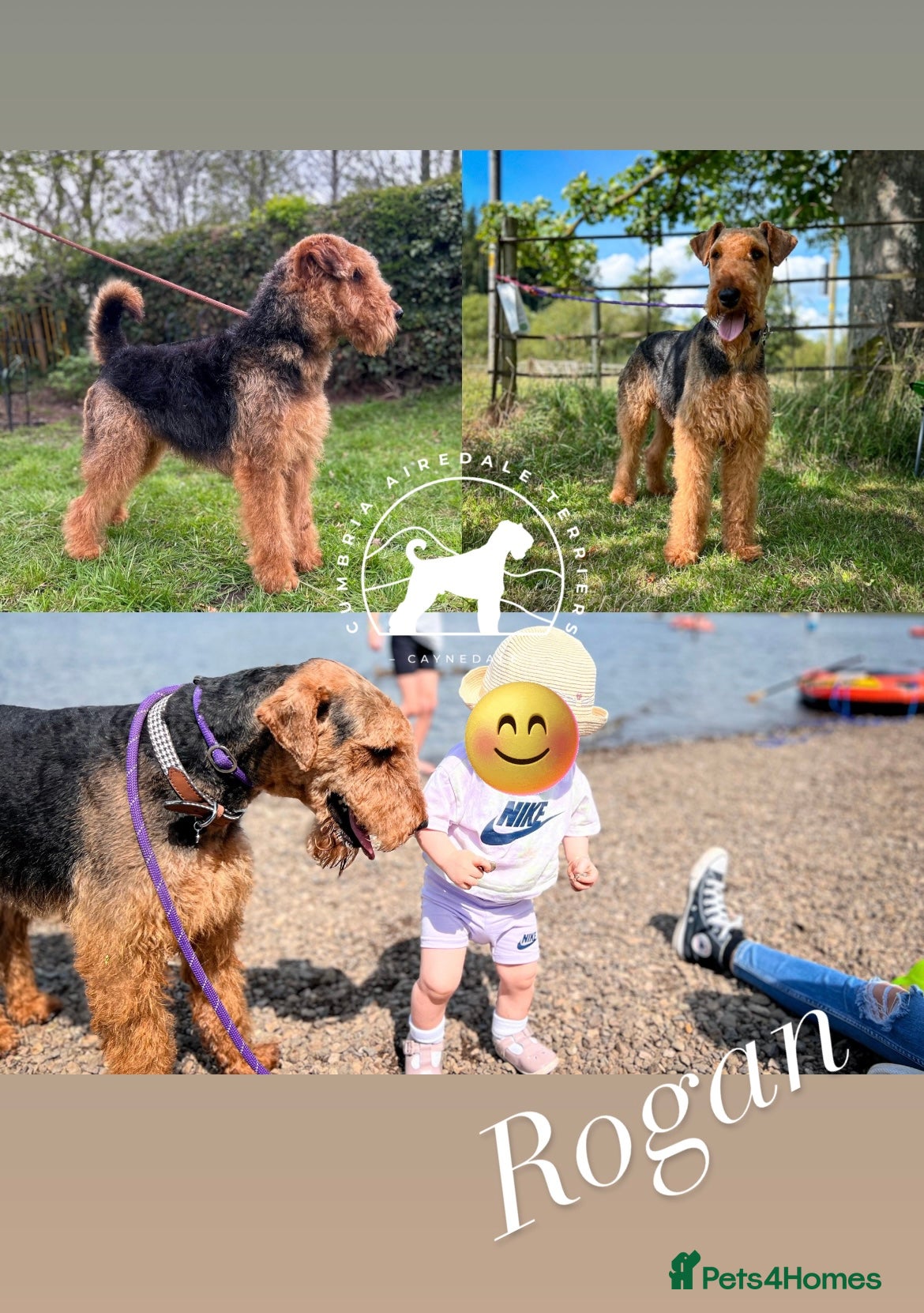 Airedale Terrier dogs ⭐️ KC AIREDALE PUPS FROM LICENSED BREEDER ⭐️ - Advert 2