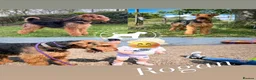 Airedale Terrier dogs for sale: ⭐️ KC AIREDALE PUPS FROM LICENSED BREEDER ⭐️ - Advert 2