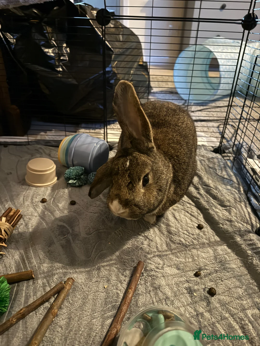 Mixed Breed rabbits for sale: 2 Female Rabbits For Sale  - Advert 2