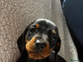 Miniature Dachshund dogs Miniature dachshund girl - Advert 10