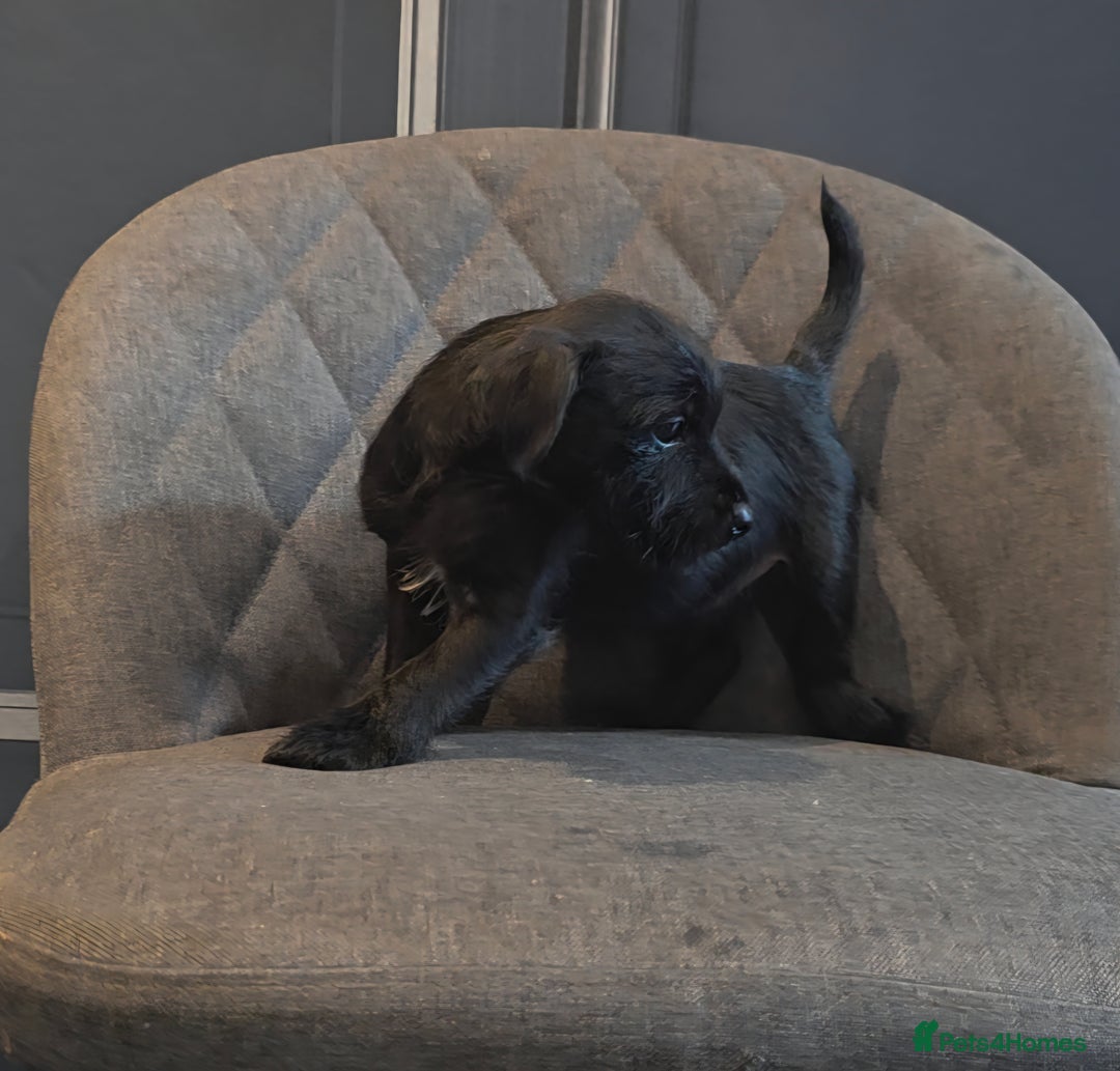 Patterdale Terrier dogs for sale: Patterdale Working Pups Ready To Go - Image 13