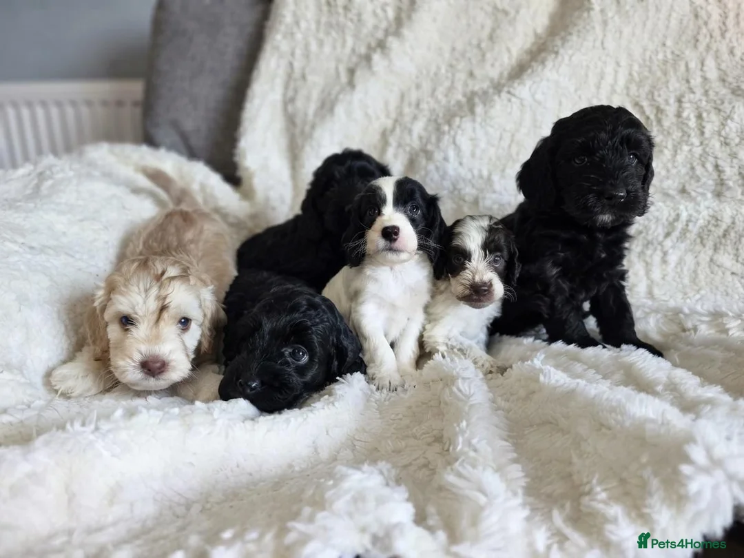 Cockapoo dogs for sale: F1 Cockapoos. DNA Health tested.  - Advert 2