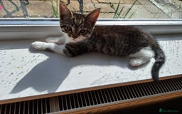 Maine Coon cats for sale: Maine Coon cross breed kittens 😸 😍  - Image 11