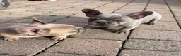 French Bulldog dogs for sale: Beautiful Girl French Bulldogs  - Advert 10