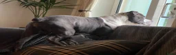 Staffordshire Bull Terrier dogs for stud: Hugo (stud) in Southsea - Advert 6
