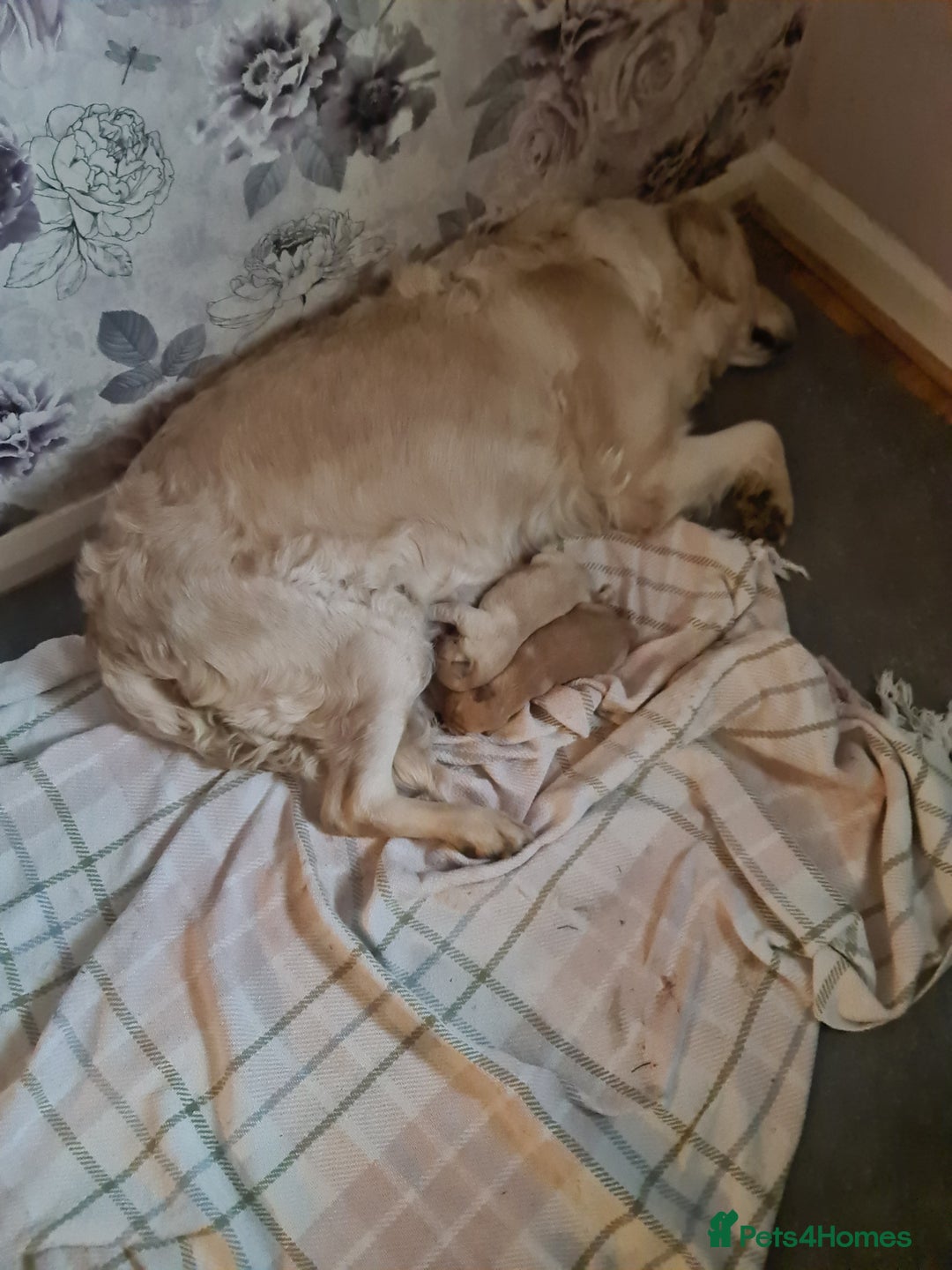 Labrador Retriever dogs for sale: Two beautiful boys - Advert 12