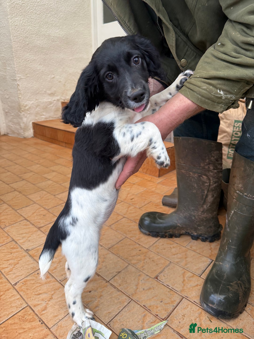 Sprocker dogs for sale: 2 sprockers available  - Advert 4