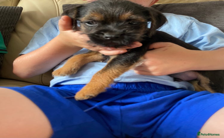 Border Terrier dogs - Advert 1