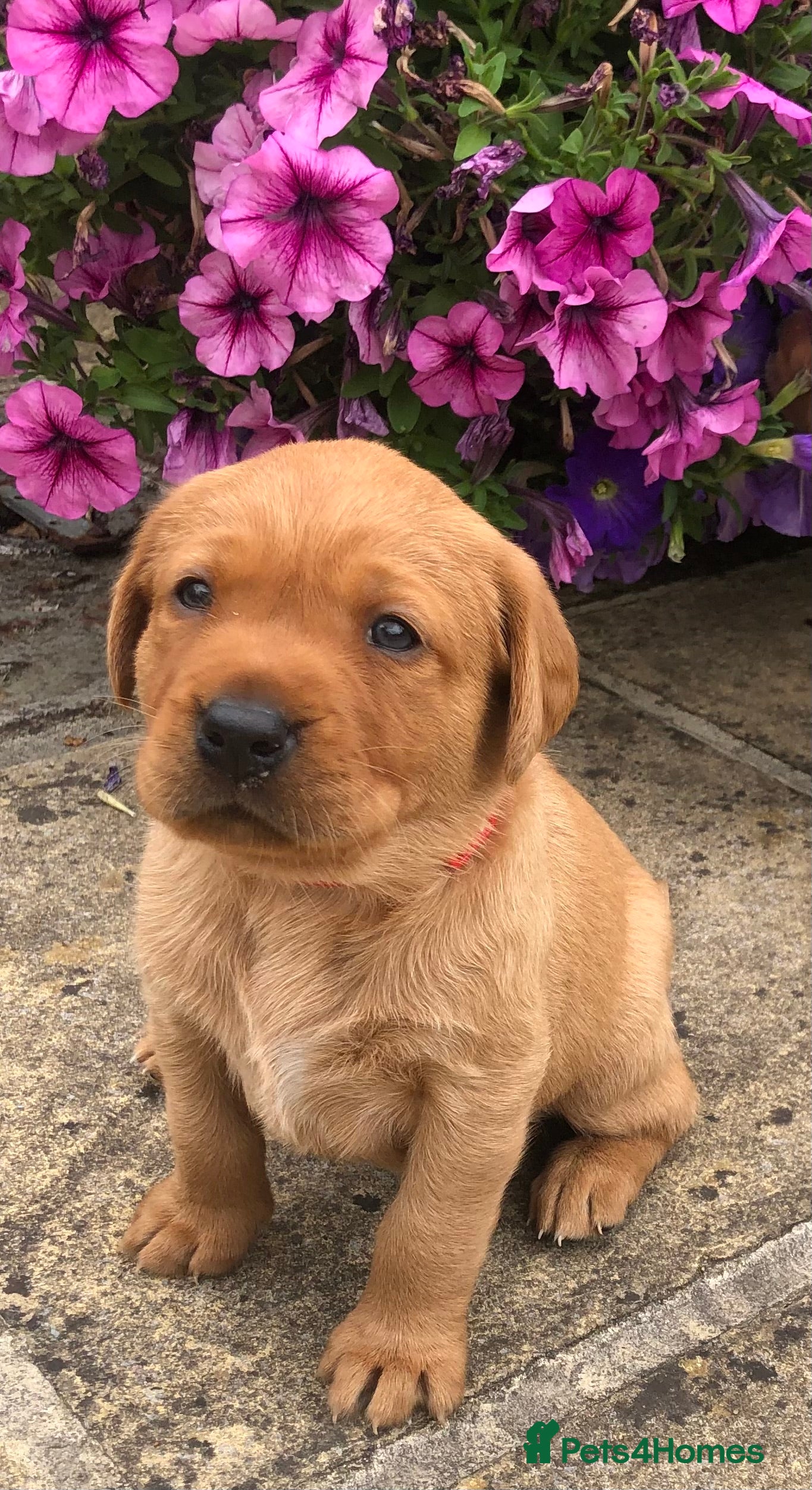 Labrador Retriever dogs 6 adorable Labrador puppies 🐶🩷💙 - Advert 2
