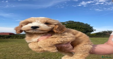 Cockapoo dogs - Advert 8