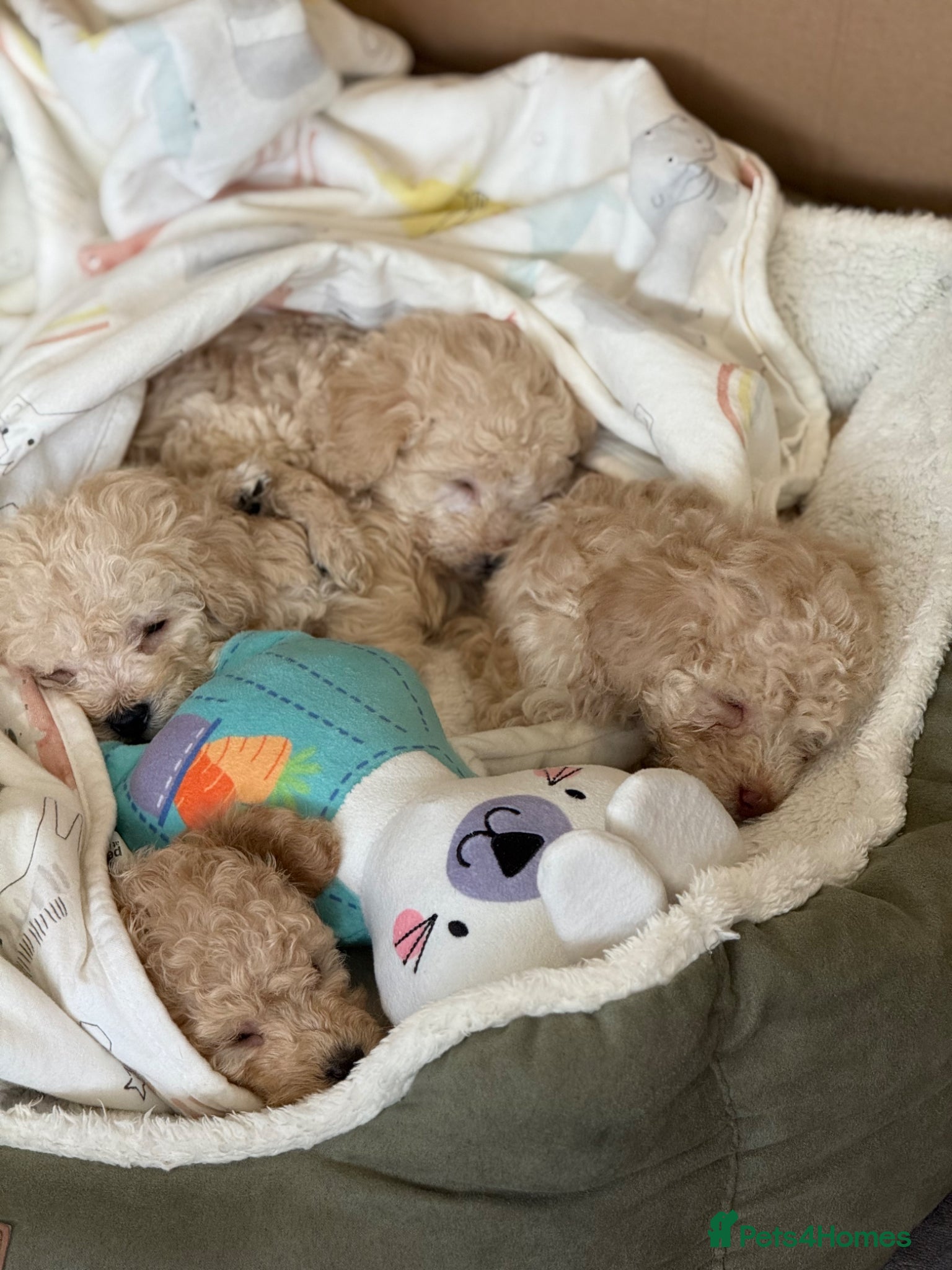 Toy Poodle dogs 5 gorgeous toy poodles - Advert 3