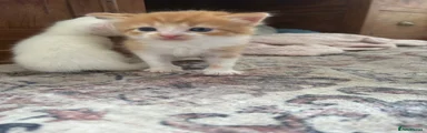 Turkish Angora 3
