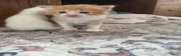 Turkish Angora cats for sale: Turkish Angora Cross - Advert 5