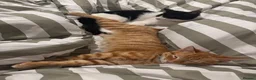 Mixed Breed cats for sale: Loving Forever Home Needed for Bonded Kittens - Advert 5