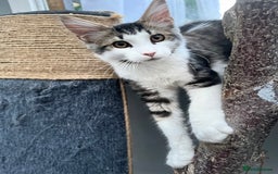 Maine Coon cats for sale: Gorgeous Black & Black Smoke kittens TICA parents - Image 27