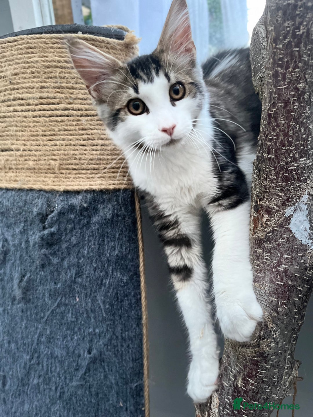 Maine Coon cats for sale: Gorgeous Black & Black Smoke kittens TICA parents - Image 27