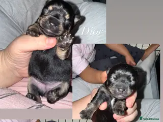 Chorkie dogs One Gorgeous Chorkie girl available - Advert 4