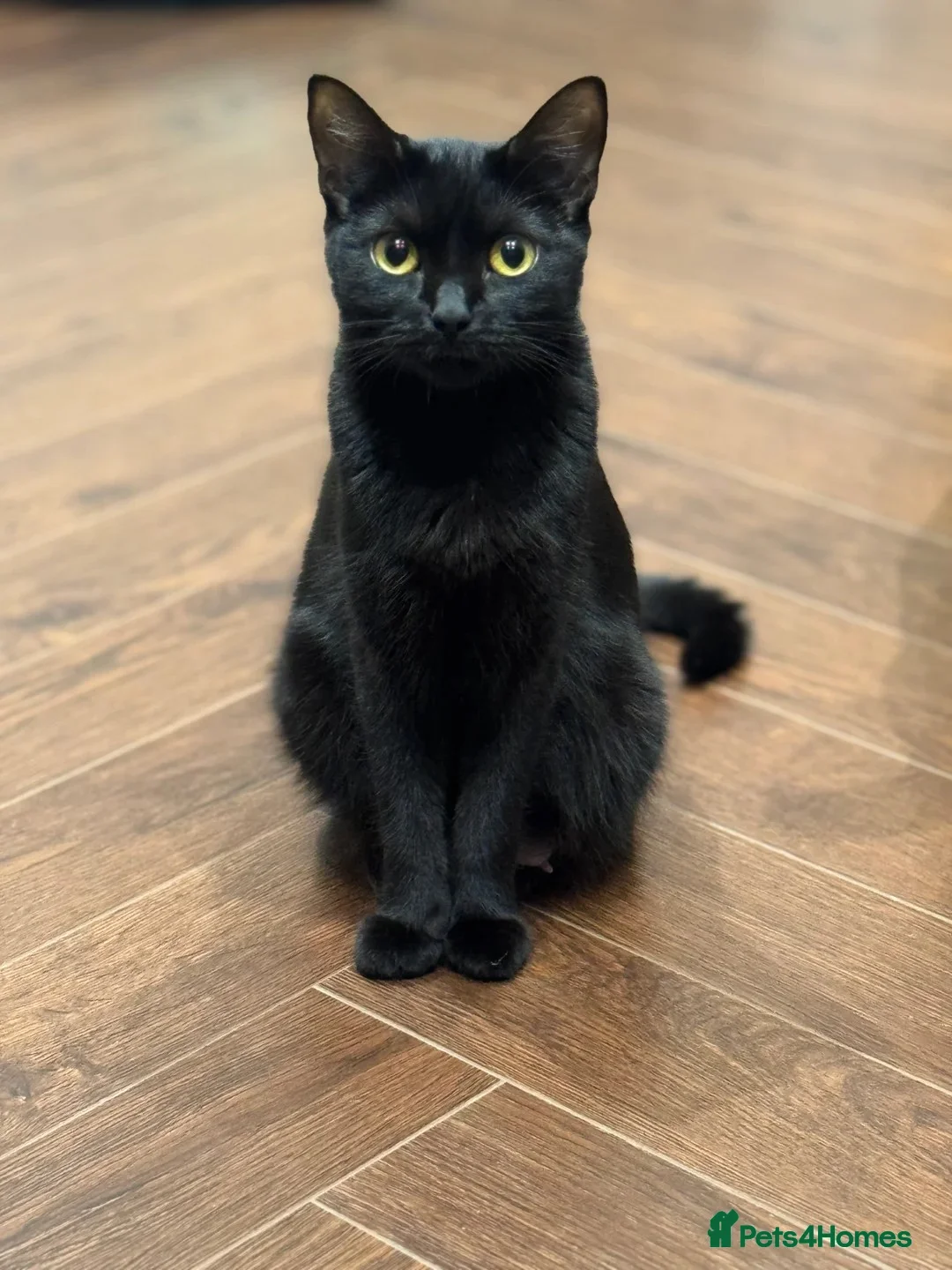 Mixed Breed cats for sale: Female Kittens Looking for Their Forever Homes ✨ - Advert 7