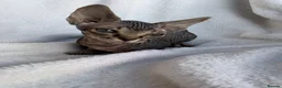 Sphynx cats for sale: Gorgeous stripped Sphynx kittens - Advert 4