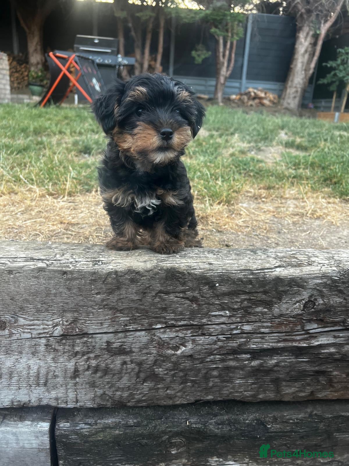 Yorkshire Terrier dogs Beautiful Mini Yorkshire Terrier Puppies  - Advert 1