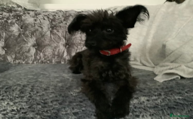 Mixed Breed dogs - Advert 1
