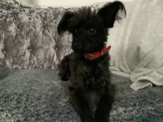 Mixed Breed dogs - Advert 6