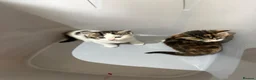 Mixed Breed cats for sale: Beautiful kittens for sale in London - Advert 2