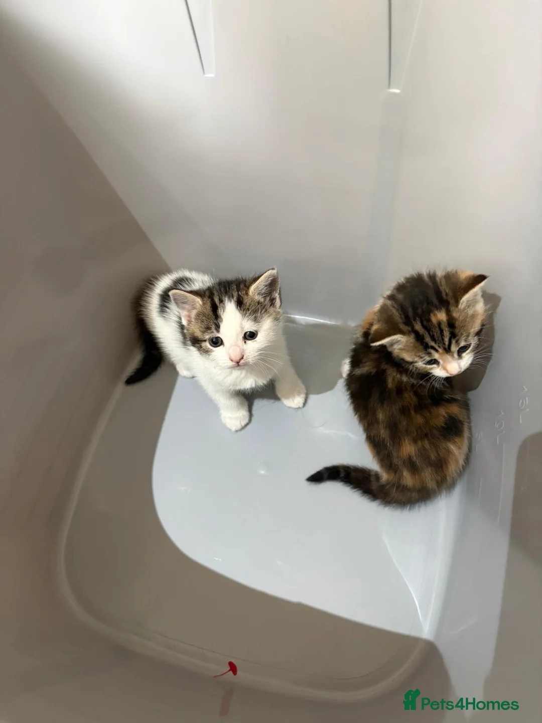 Mixed Breed cats for sale: Beautiful kittens for sale in London - Advert 2